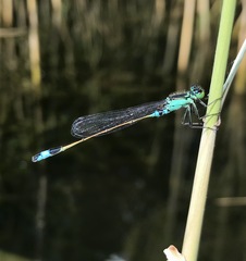 Ischnura aralensis