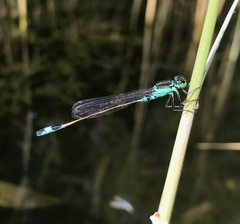 Ischnura aralensis