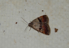 Ozarba megaplaga