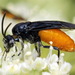 Large Rose Sawfly - Photo (c) Andrey Ponomarev, some rights reserved (CC BY-NC), uploaded by Andrey Ponomarev