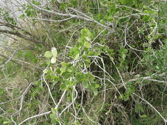 Maytenus vitis-idaea