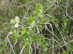 Maytenus vitis-idaea