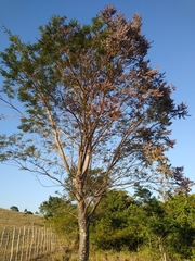 Machaerium hirtum