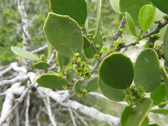 Maytenus vitis-idaea