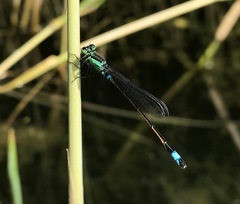 Ischnura aralensis