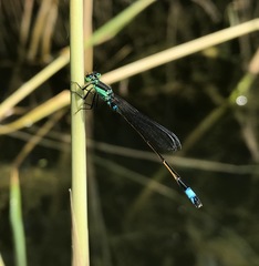 Ischnura aralensis