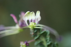 Cleome anomala