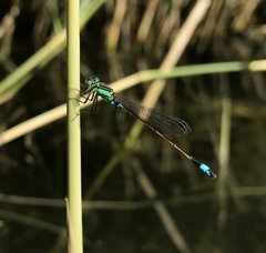 Ischnura aralensis