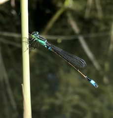 Ischnura aralensis