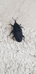 Rhynchophorus palmarum