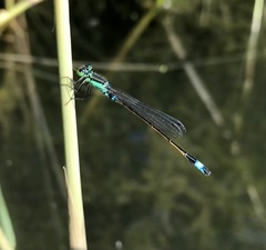 Ischnura aralensis
