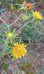Berkheya heterophylla
