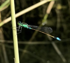 Ischnura aralensis