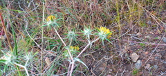 Berkheya heterophylla
