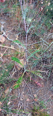 Berkheya heterophylla