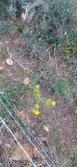 Berkheya heterophylla