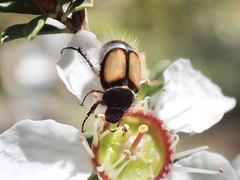 Liparetrus discipennis