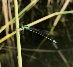 Ischnura aralensis