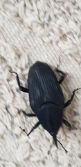 Rhynchophorus palmarum