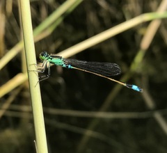 Ischnura aralensis