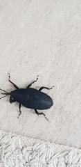 Rhynchophorus palmarum