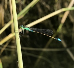 Ischnura aralensis