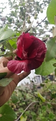 Hibiscus