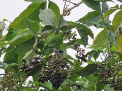 Chloropsis cyanopogon