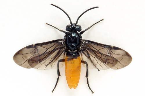 Large Rose Sawfly, photo 3 of 10