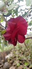 Hibiscus