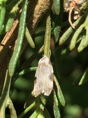 Chileulia stalactitis