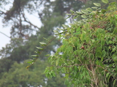 Chloropsis cyanopogon