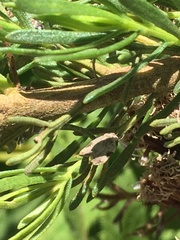 Chileulia stalactitis