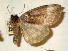 Tetheella fluctuosa