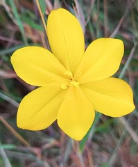Moraea lewisiae
