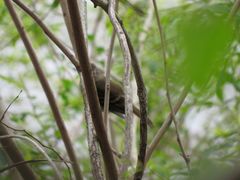 Knipolegus cyanirostris