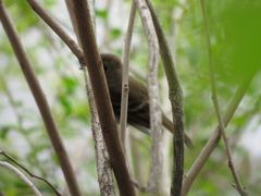 Knipolegus cyanirostris