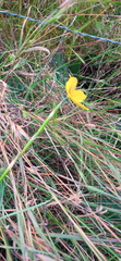 Moraea lewisiae