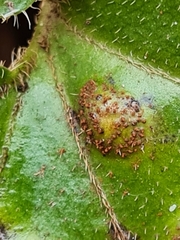 Puccinia asarina