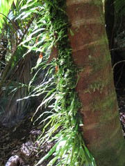 Loxogramme dictyopteris