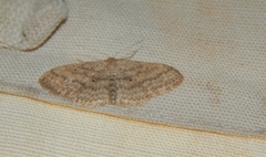 Scopula internataria