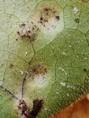 Puccinia asarina