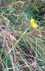 Moraea lewisiae