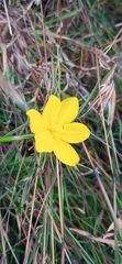 Moraea lewisiae