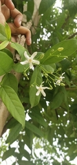 Wrightia tinctoria