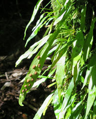 Loxogramme dictyopteris