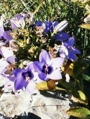Campanula versicolor tenorei