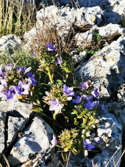 Campanula versicolor tenorei