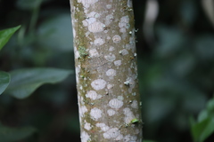 Comocladia