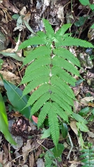 Pteris setulosocostulata